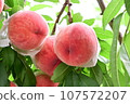 Peach picking in the orchard 107572207