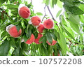 Peach picking in the orchard 107572208