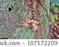 log mushroom 107572209