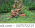 log mushroom 107572215