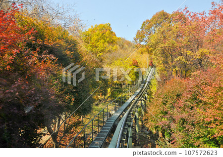 Hwadam Forest Botanic Garden small shuttle train car metal railway to Red Orange maple leaves trees in deep forest with beautiful colourful Autumn foliage trees scenery. 107572623