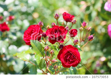 羅斯花Rabagroute 107573053