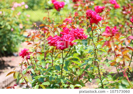Rose flower Rob Roy 107573060