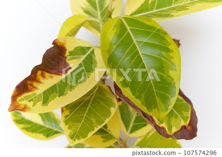 棕色葉子的觀賞植物 棕色葉子的觀賞植物 107574296