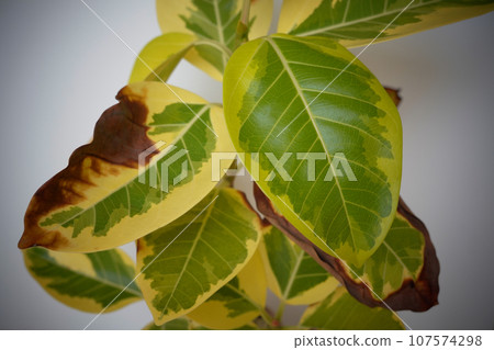 Ornamental plants with brown leaves Ornamental plants with brown leaves 107574298