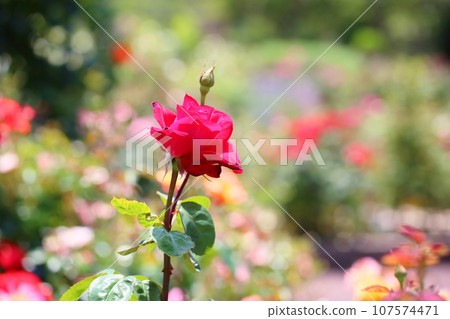 玫瑰花朵弗勞德 玫瑰花朵弗勞德 107574471