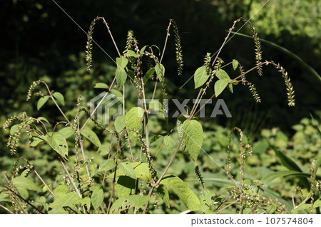 天然植物 Hikageinokozuchi，九月中旬。生長在森林邊緣的日影之小土的花朵正在盛開。 107574804