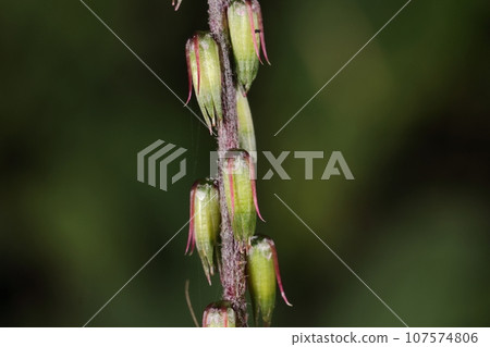 Natural plant Hikageinokozuchi, young fruit in early October. It doesn't seem to stick to clothes yet... 107574806