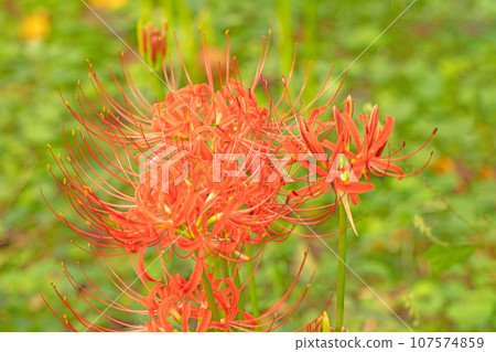 Flowers around the house, all of the four seasons, fiery red flowers, cluster amaryllis lighting up the edge of the rice fields Flowers around the house, all of the four seasons, fiery red flowers, cluster amaryllis lighting up the edge of the rice fields 107574859