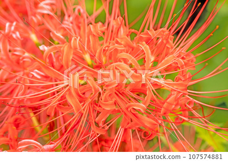 滿屋花開,四季皆宜,火紅色花朵,簇叢孤挺花照亮稻田邊 滿屋花開,四季皆宜,火紅色花朵,簇叢孤挺花照亮稻田邊 107574881