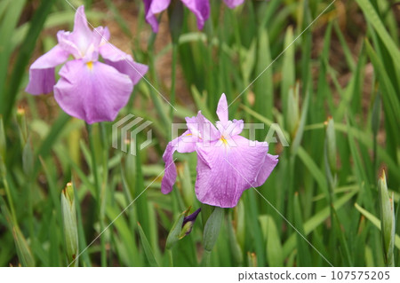 Iris Togenkyo② Iris Togenkyo② 107575205