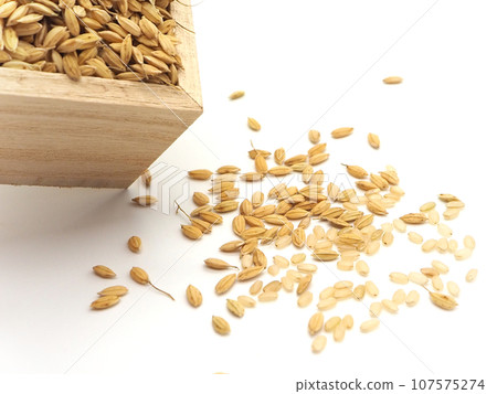 稻米和糙米在溢出的杯子裡 107575274