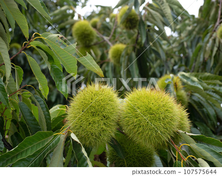 Chestnut field 107575644