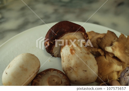 French mushroom cep mushroom French mushroom cep mushroom 107575657