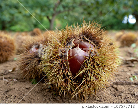A chestnut that has been produced 107575718