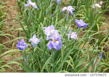 花鳶尾大穗藍③ 花鳶尾大穗藍③ 107576675