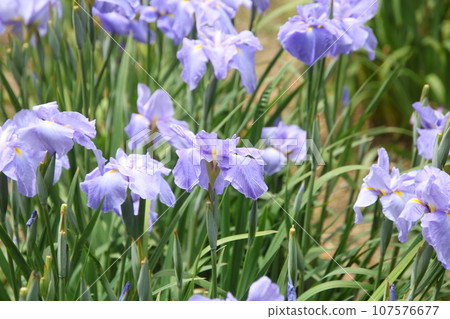 花菖蒲 大穗藍 ⑤ 花菖蒲 大穗藍 ⑤ 107576677