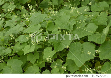 Alecipoli花 107577069