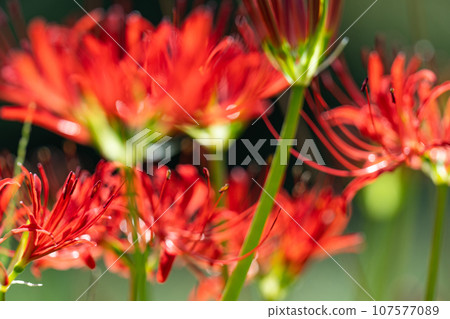 Spider lilies at Hasedo Castle Ruins Park, Yamagata Prefecture Spider lilies at Hasedo Castle Ruins Park, Yamagata Prefecture 107577089