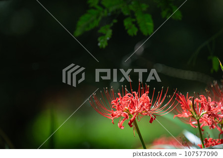 Spider lilies at Hasedo Castle Ruins Park, Yamagata Prefecture Spider lilies at Hasedo Castle Ruins Park, Yamagata Prefecture 107577090