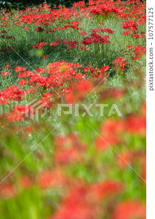 Spider lilies at Hasedo Castle Ruins Park, Yamagata Prefecture Spider lilies at Hasedo Castle Ruins Park, Yamagata Prefecture 107577125