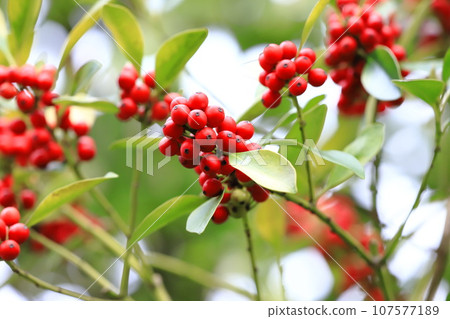 Ilex tree with red fruit 107577189