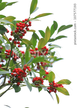 紅果冬青樹 紅果冬青樹 107577193