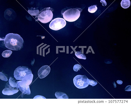 發光的紫色水母 發光的紫色水母 107577274