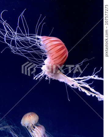 artistic jellyfish appearance artistic jellyfish appearance 107577275