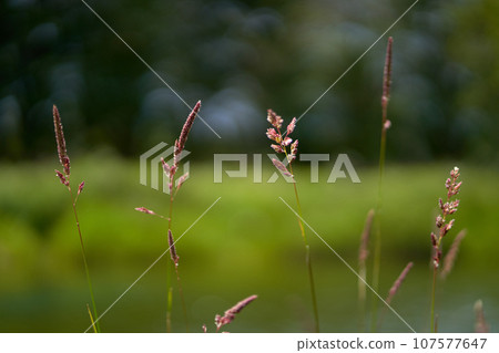Tall green grass with spikelets on the riverside in the forest. Calm summer weather. 107577647