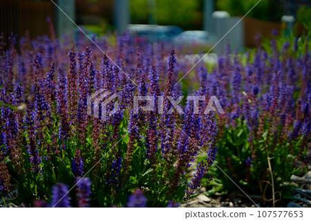 Stems with beautiful purple flowers grow in a flower bed in the park. 107577653