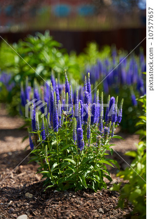 Stems with beautiful purple flowers grow in a flower bed in the park. 107577657