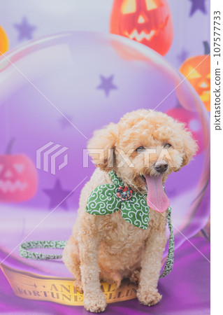 照片現貨 照片現貨 107577733