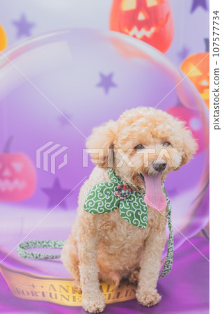 照片現貨 照片現貨 107577734