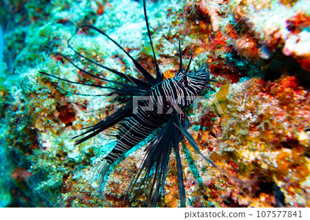紅獅子魚的變種 107577841