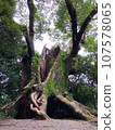 An ancient tree struck by lightning 107578065