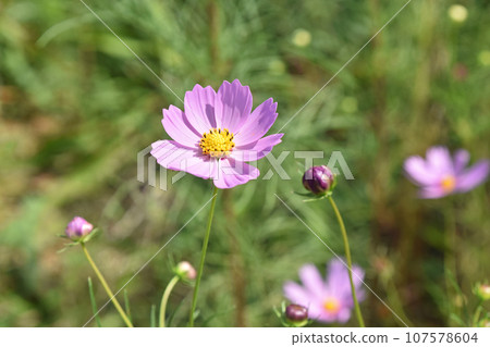 Cosmos (fall cherry) 107578604