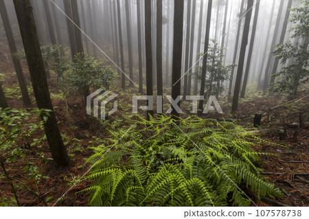 Mountains in early summer, cedar forest and young fern leaves, fog, scenery running down the mountain Mountains in early summer, cedar forest and young fern leaves, fog, scenery running down the mountain 107578738