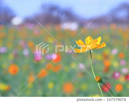 單波斯菊花背景七彩球散景 107579078