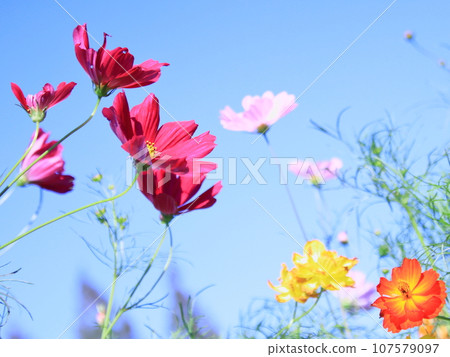 五彩繽紛的宇宙在藍天的映襯下綻放 107579097