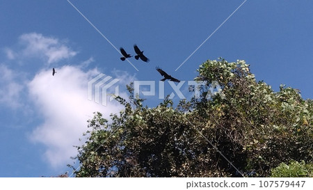 烏鴉在樹上飛翔 107579447