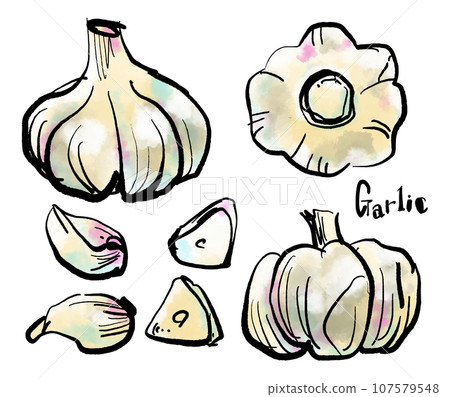 大蒜手繪插圖（畫筆水彩墨繪風格）無、梨子、Niitakanashi、Kosui梨、水果、水果、水果、圖標 107579548