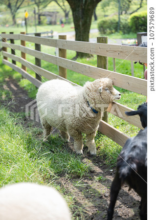 Ran sheep Ran sheep 107579689