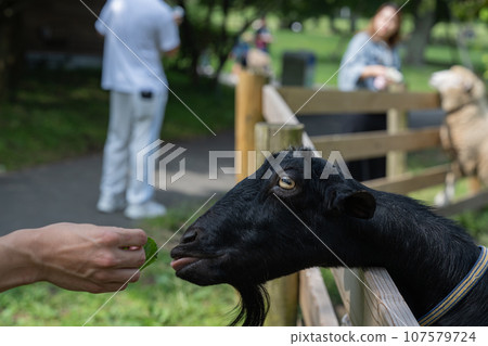 Goat feeding Goat feeding 107579724