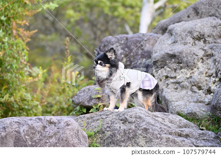 Trekking and mountain climbing in nature with my dog Chihuahua Trekking and mountain climbing in nature with my dog Chihuahua 107579744