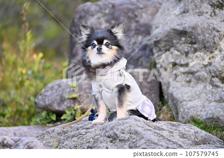 Trekking and mountain climbing in nature with my dog Chihuahua Trekking and mountain climbing in nature with my dog Chihuahua 107579745