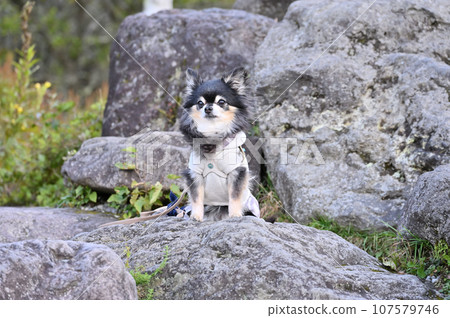 Trekking and mountain climbing in nature with my dog Chihuahua Trekking and mountain climbing in nature with my dog Chihuahua 107579746