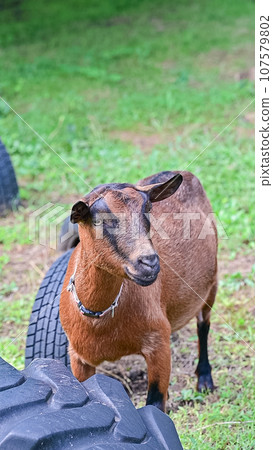 農場山羊的笑臉看起來像一張虛無主義的臉 農場山羊的笑臉看起來像一張虛無主義的臉 107579802