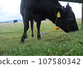 Beautiful view of Mikahara Plateau, cows 107580342
