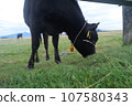 Beautiful view of Mikahara Plateau, cows 107580343